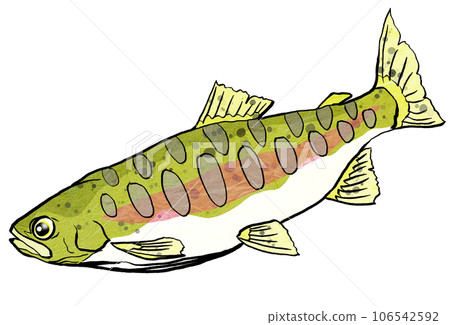 簡單的虹鱒魚插圖 106542592
