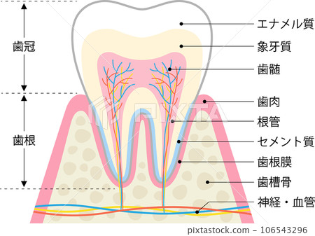 牙齒和牙周組織的結構 牙齒和牙周組織的結構 106543296