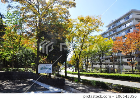 藤澤市 - 湘南生活城二班裡公園前的城市道路和公寓大樓被秋葉覆蓋 106543356