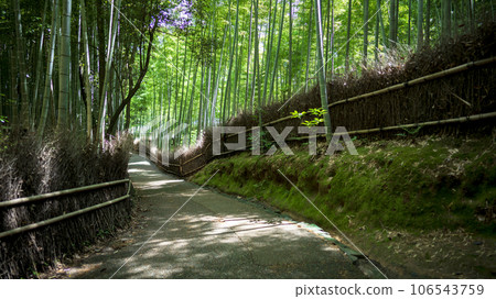 Bamboo forest of Saga Arashiyama 106543759