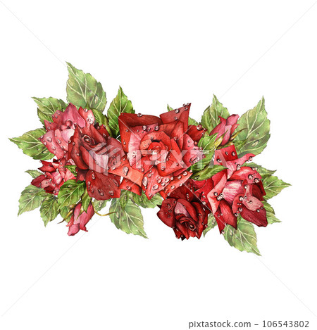 bright, red roses after the rain. watercolor set of illustrations. suitable for postcards, invitations and design bright, red roses after the rain. watercolor set of illustrations. suitable for postcards, invitations and design 106543802