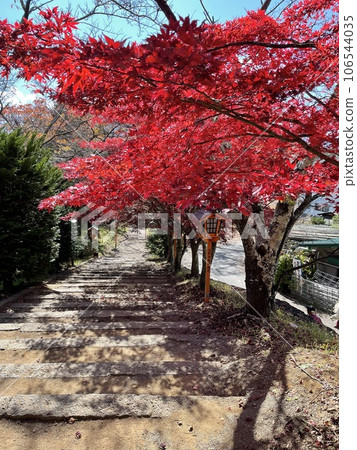 Bright red autumn leaves Bright red autumn leaves 106544035