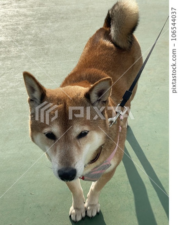 Shiba Inu Shiba Inu 106544037