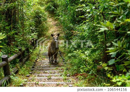 A special natural monument wild animal (Japanese serow) that appeared on the hiking course 106544156
