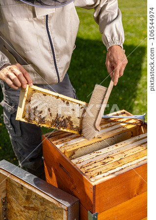 Honeycomb frame with bees Honeycomb frame with bees 106544974