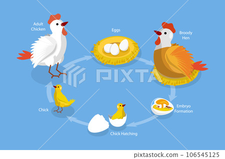 3D Isometric Flat Vector Conceptual Illustration of Chicken Life Cycle 3D Isometric Flat Vector Conceptual Illustration of Chicken Life Cycle 106545125