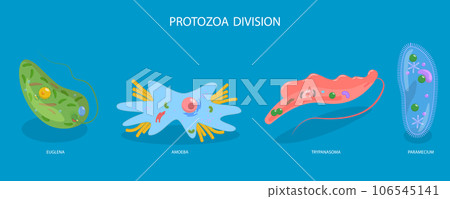 Flat Vector Conceptual Illustration of Protozoa Division Flat Vector Conceptual Illustration of Protozoa Division 106545141