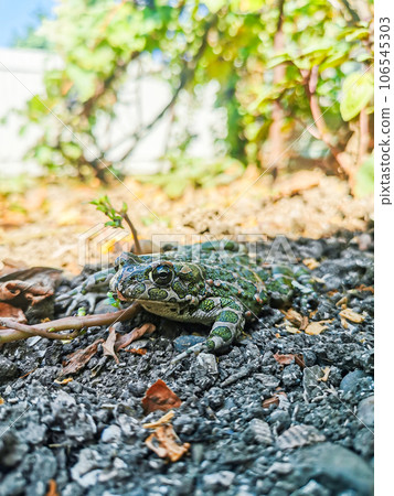 Spotted ground toad close-up. Spotted ground toad close-up. 106545303
