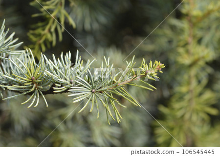 Fastigiate Atlas cedar 106545445