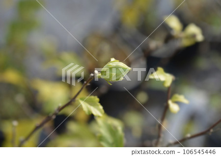 Rose Of Sharon 106545446