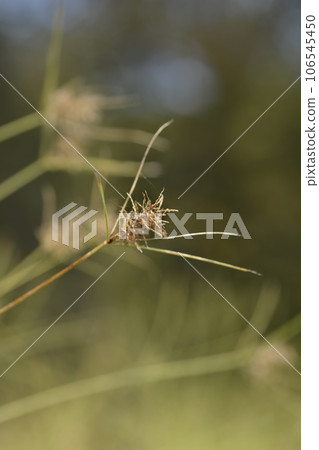 Papyrus sedge 106545450