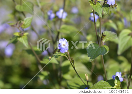 Bush violet 106545451