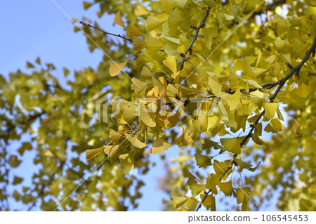 Ginkgo tree 106545453