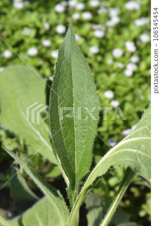 Gloriosa Daisy Irish Eyes 106545454