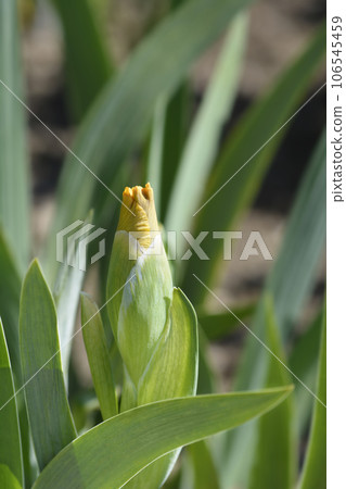 Intermediate bearded iris Season Ticket Intermediate bearded iris Season Ticket 106545459
