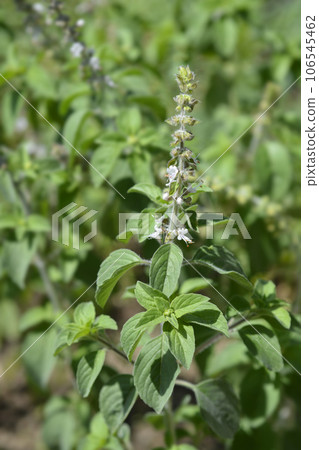 Camphor basil 106545462