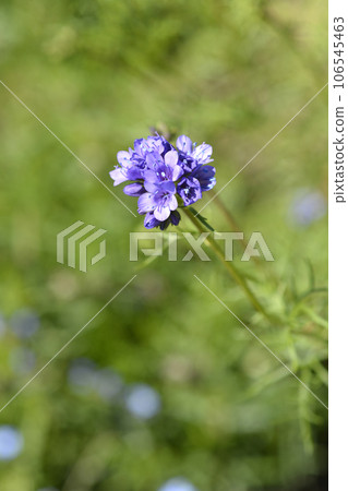 California gilia California gilia 106545463