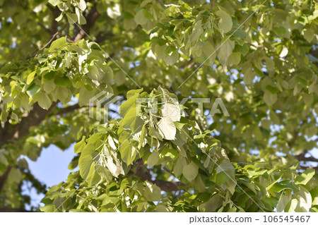 Silver lime 106545467