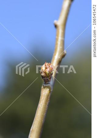 Pear tree Beurre Hardy 106545472