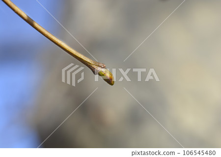 London plane 106545480