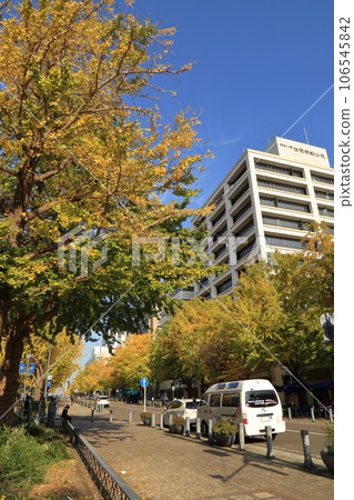 Ginkgo trees along Nihon Odori Street in late autumn Ginkgo trees along Nihon Odori Street in late autumn 106545842