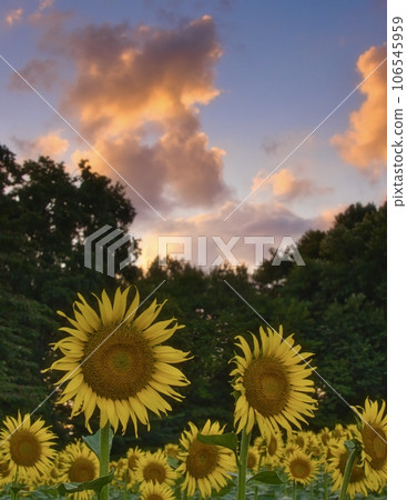 日落和盛開的向日葵 106545959