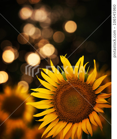 出現在黑色背景上的向日葵 106545960