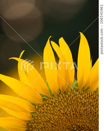 開花往太陽的向日葵 開花往太陽的向日葵 106545961