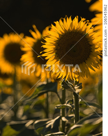 盛開的向日葵和日落 106545962
