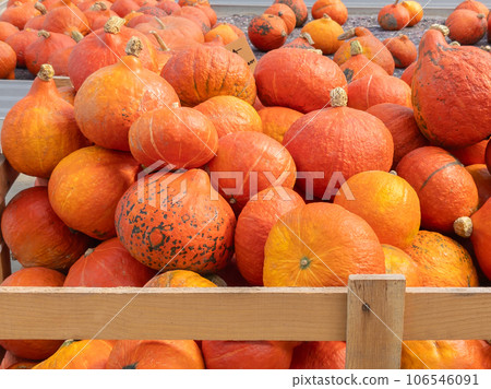 Hokkaido pumpkins in a large farmer's wooden box for harvesting vegetables. 106546091