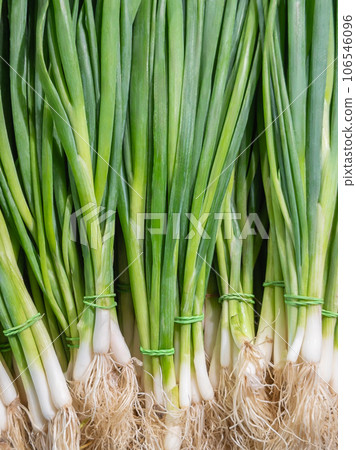 Bunches of fresh organic green onion Scallion Bunches of fresh organic green onion Scallion 106546096