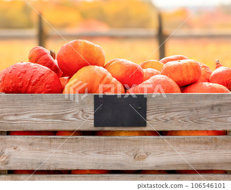 Pumpkins of the Rouge vif d'Etampes variety in a large wooden box for vegetables 106546101