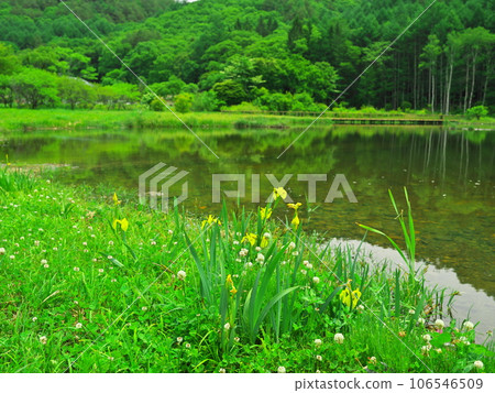 木曾莧雨公園池塘和綠意盎然的木菖蒲花 木曾莧雨公園池塘和綠意盎然的木菖蒲花 106546509