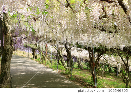 Famous place for wisteria 106546805