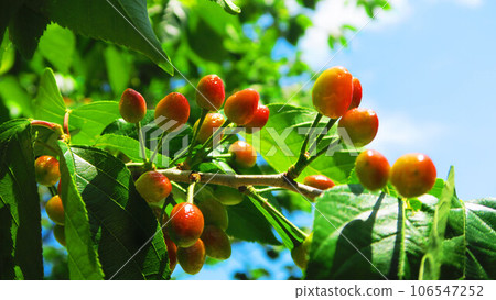 cherry fruit and blue sky 106547252