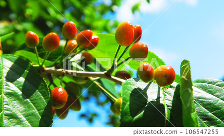 櫻桃果子和藍天 櫻桃果子和藍天 106547255