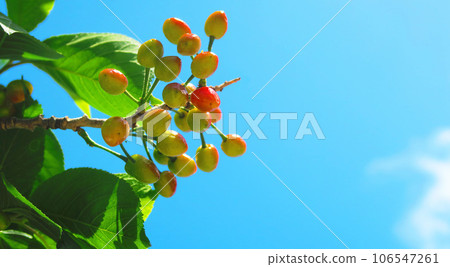 cherry fruit and blue sky cherry fruit and blue sky 106547261