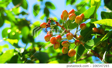 cherry fruit and blue sky 106547265