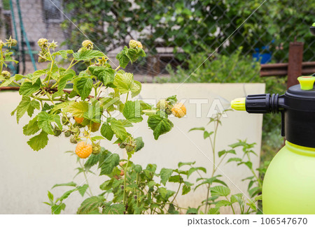 Spraying raspberries in the country with ammonia and blue vitriol to kill pests and parasites. Agriculture Spraying raspberries in the country with ammonia and blue vitriol to kill pests and parasites. Agriculture 106547670