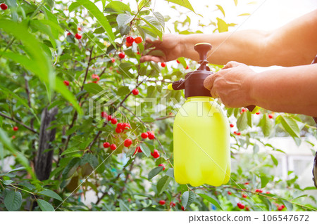 Spraying cherries with boric acid and a solution from parasites. Copy space for text Spraying cherries with boric acid and a solution from parasites. Copy space for text 106547672