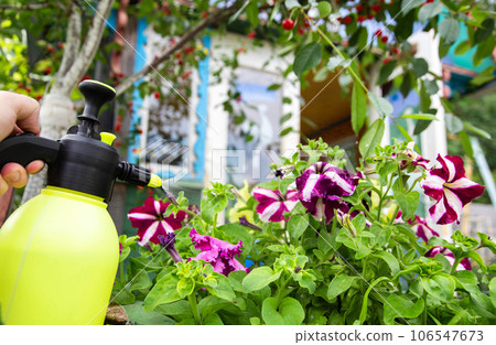 Spraying flowers in the country with ammonia and blue vitriol from pests and diseases, close-up Spraying flowers in the country with ammonia and blue vitriol from pests and diseases, close-up 106547673