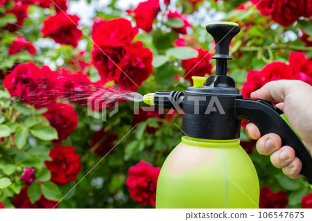 Spraying flowers of red roses with a solution of copper sulfate from pests and diseases, close-up. Copy space for text 106547675