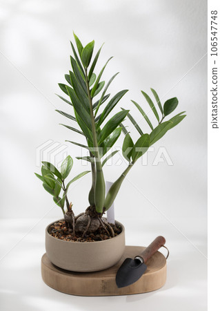 Zamioculcas zamiifolia or ZZ plant. 106547748