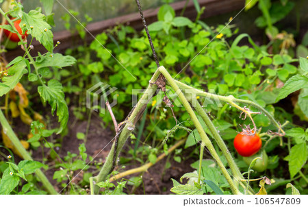 Broken stem and improper care of tomato plants. Disease Alternariosis dry spotting, leaf damage. Disease tomato 106547809
