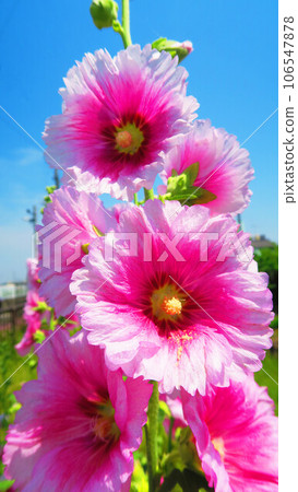 Landscape of hollyhocks and blue sky in early summer 106547878