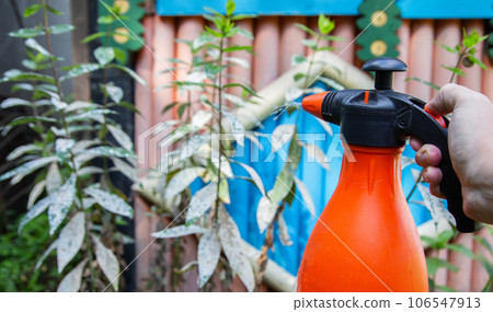 Spraying flowers against powdery mildew plant diseases. The concept of white plaque on the leaves of plants. Copy space for text 106547913