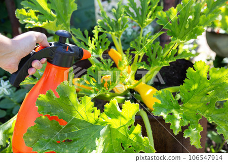 Spraying zucchini with a spray bottle with a fertilizer solution of iodine and boric acid. Photosynthesis 106547914