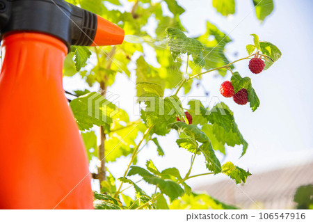 spraying raspberries with copper sulfate, urea and ammonia from pests and diseases. Copy space for text spraying raspberries with copper sulfate, urea and ammonia from pests and diseases. Copy space for text 106547916