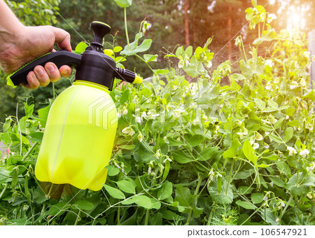 Spraying peas in the garden from pests. Copy space for text Spraying peas in the garden from pests. Copy space for text 106547921