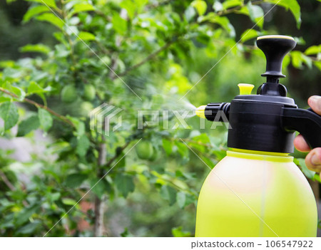 Spraying plums from pests and diseases, close-up. Copy space for text 106547922